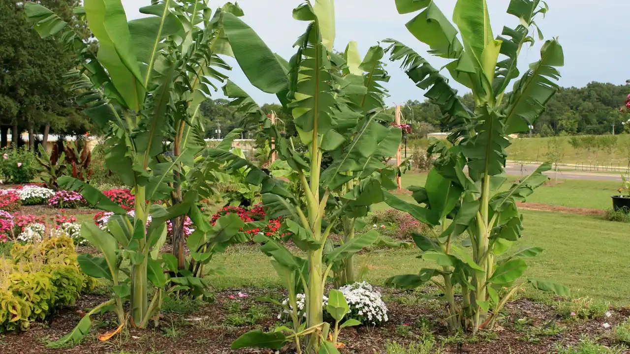 Banana Tree 1