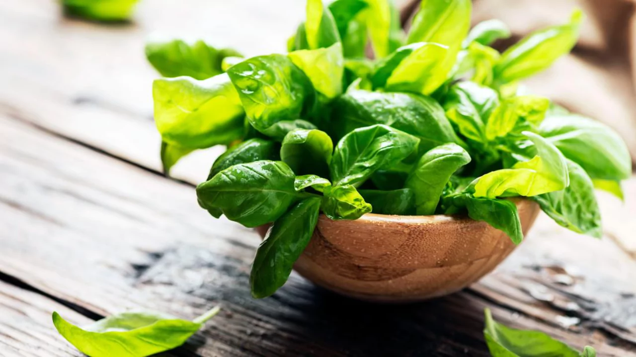 Plants That Repel Flies: Natural Solutions for a Bug-Free Garden 8 Basil 2