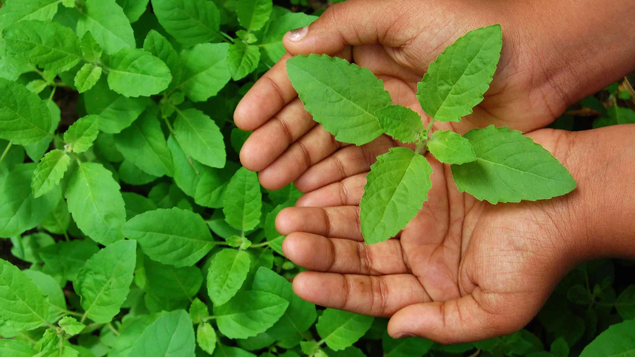 Basil