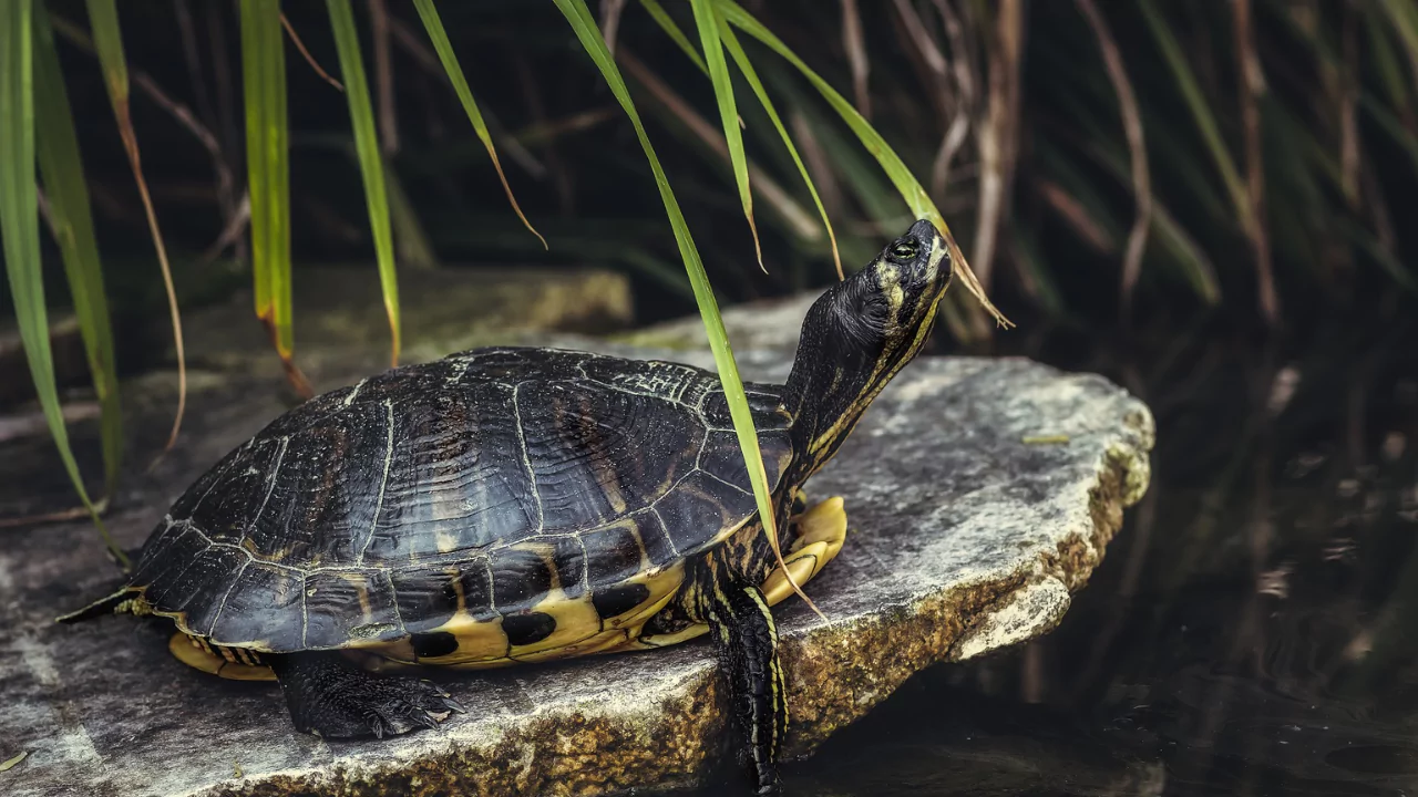 How to Keep Turtles In a Backyard Pond 6 Basking area for pond turtles