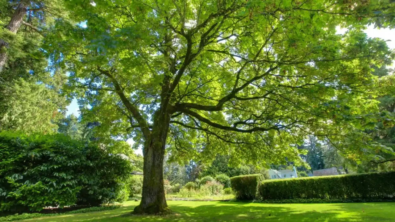 Benefits for the environment from trees with green bark