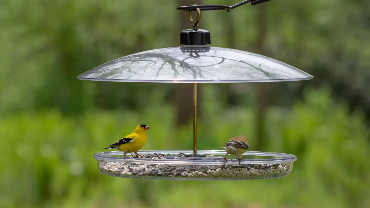 Will Birds Starve If I Stop Feeding Them