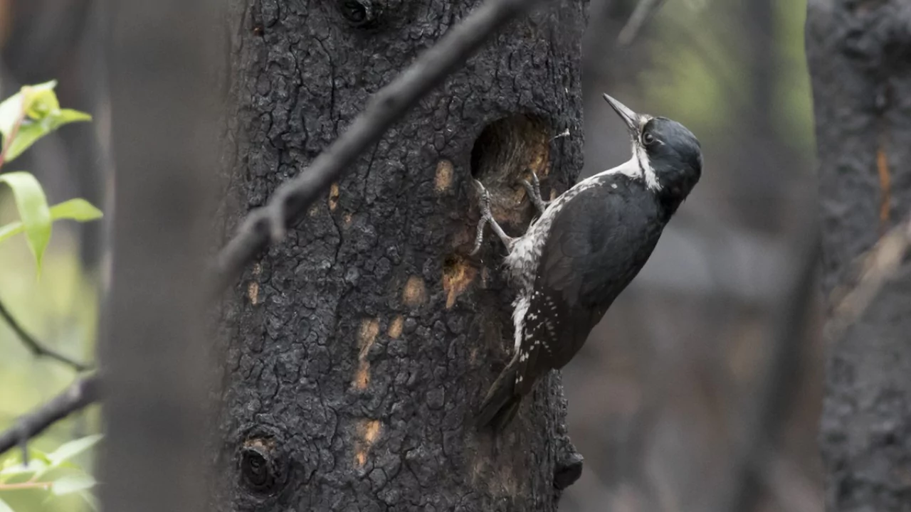 Everything You Need To Know About Woodpeckers In Wisconsin 13 Black Backed Woodpeckers