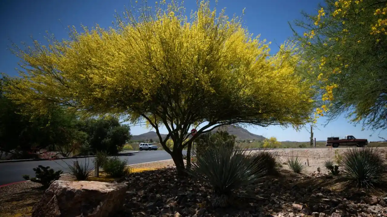 Blue Palo Verde
