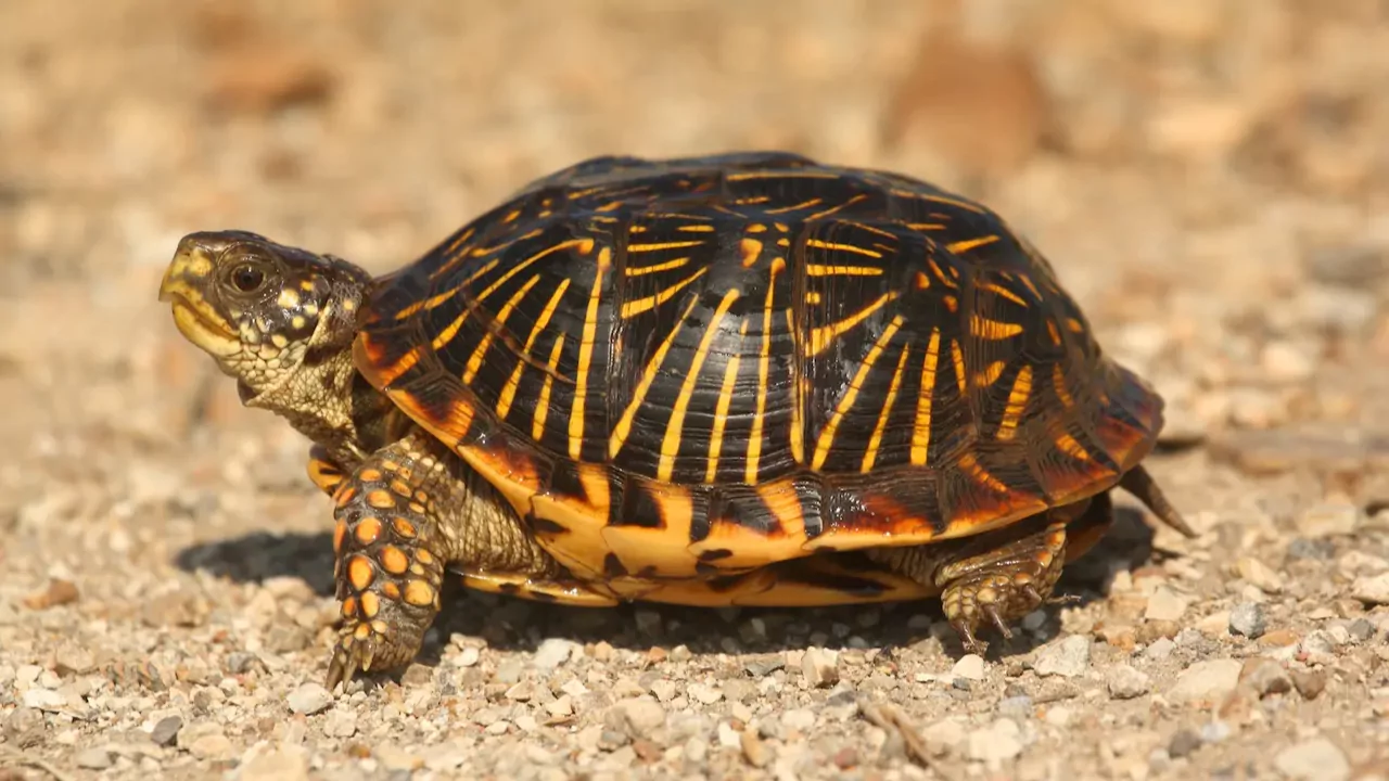 How to Keep Turtles In a Backyard Pond 3 Box turtle
