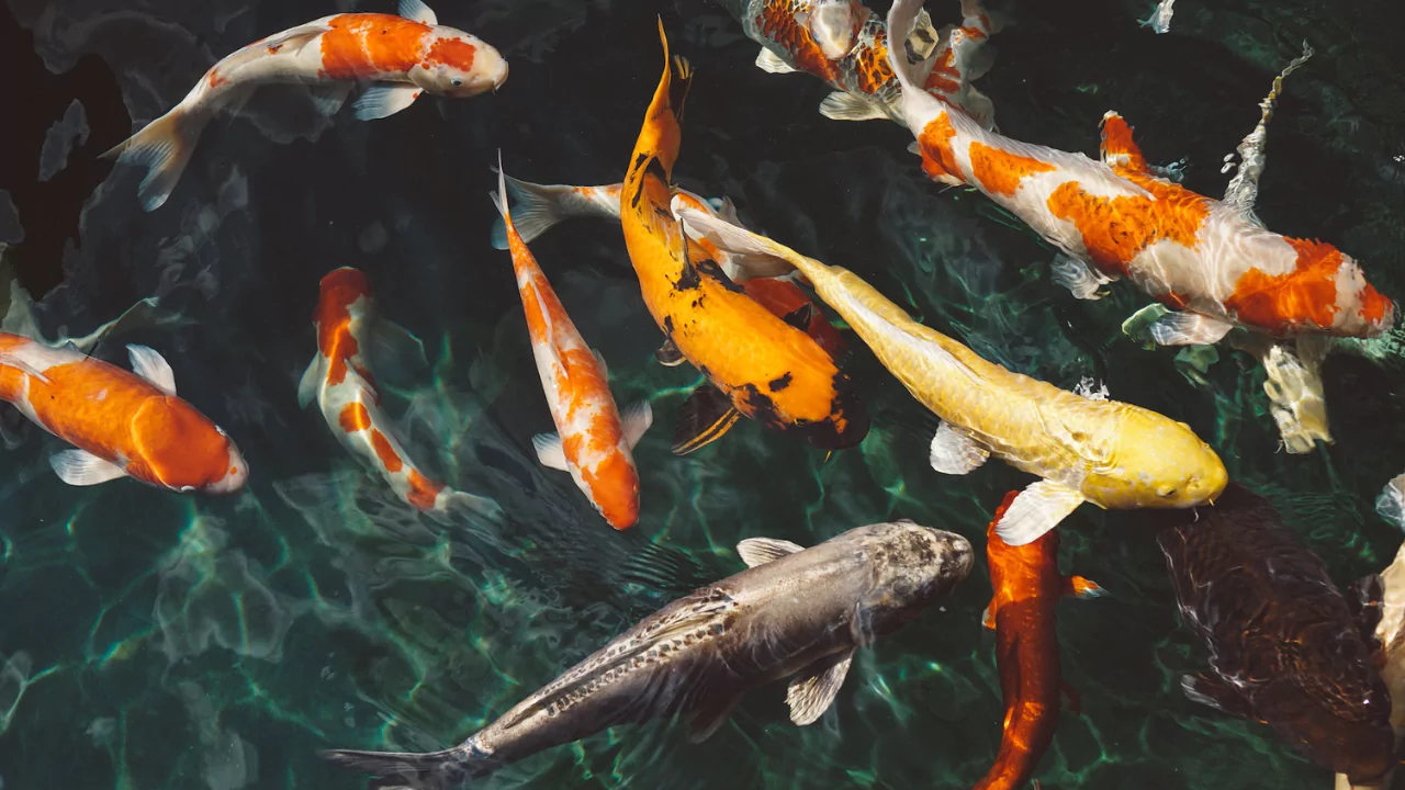 Can You Feed Pond Fish Bread Or Bread Crumbs? 2 Bread crumbs and pond fish