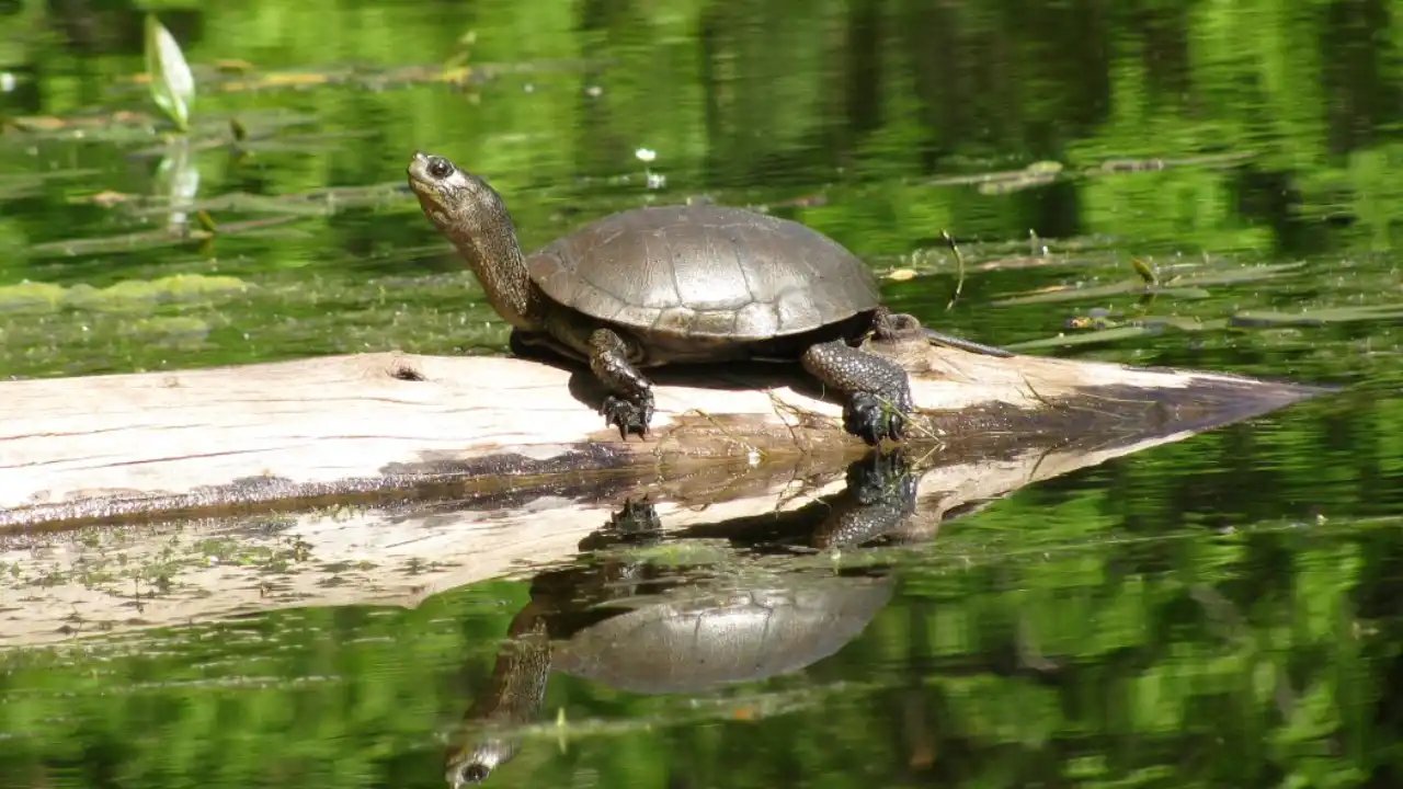 How to Keep Turtles In a Backyard Pond 8 Build pond for turtle