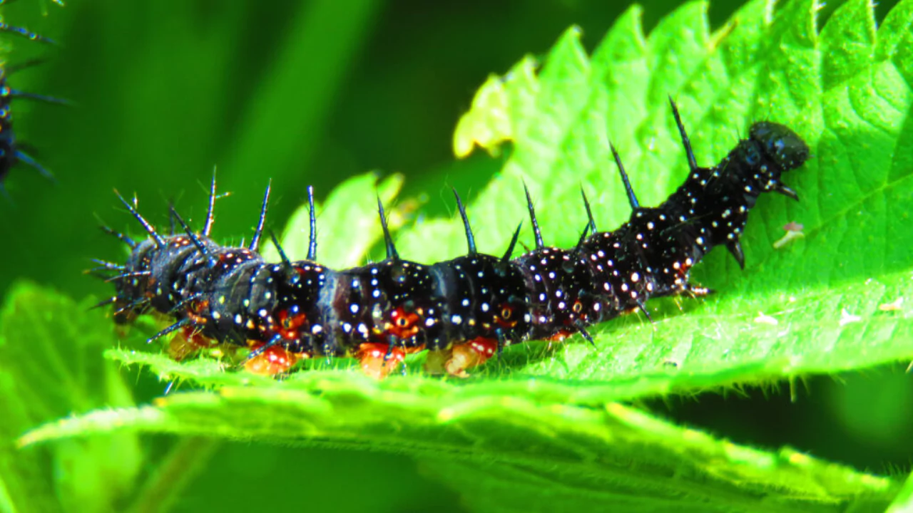 Caterpillars legs