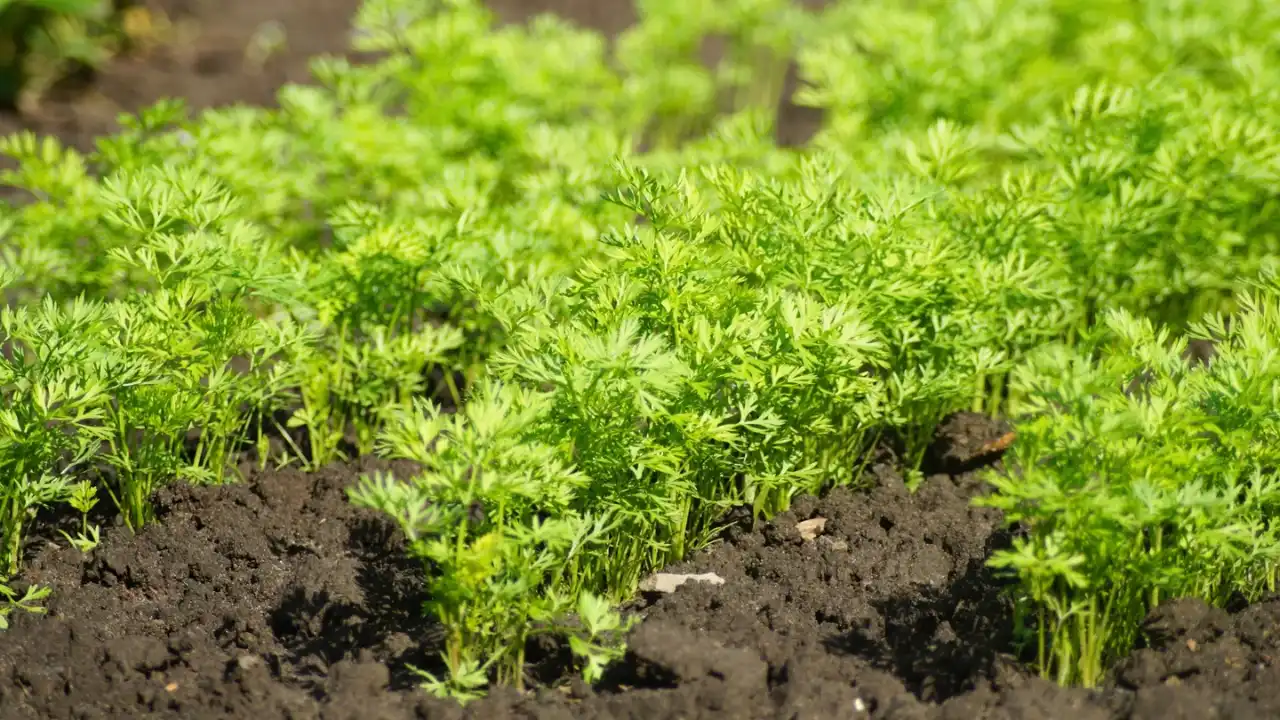 10 Perfect Plants for Pallet Gardens 3 Chantenay carrots