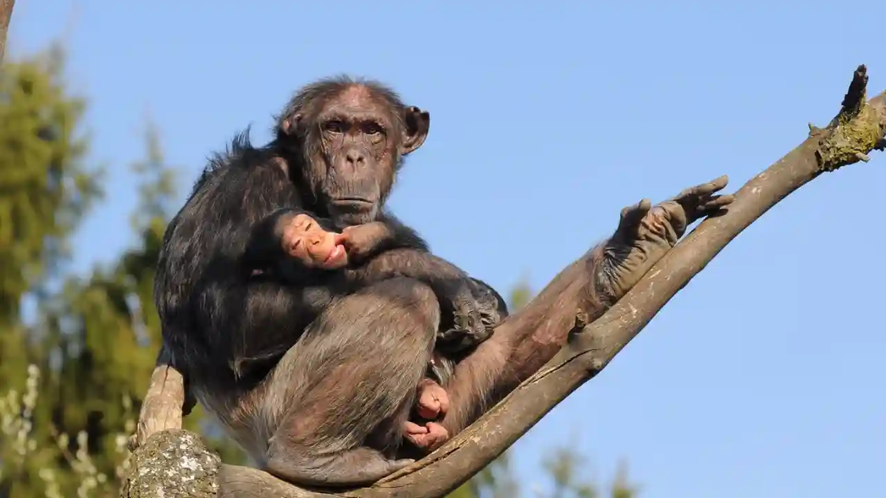 Do Squirrels Bury Their Dead? 2 Chimpanzees Bury their dead