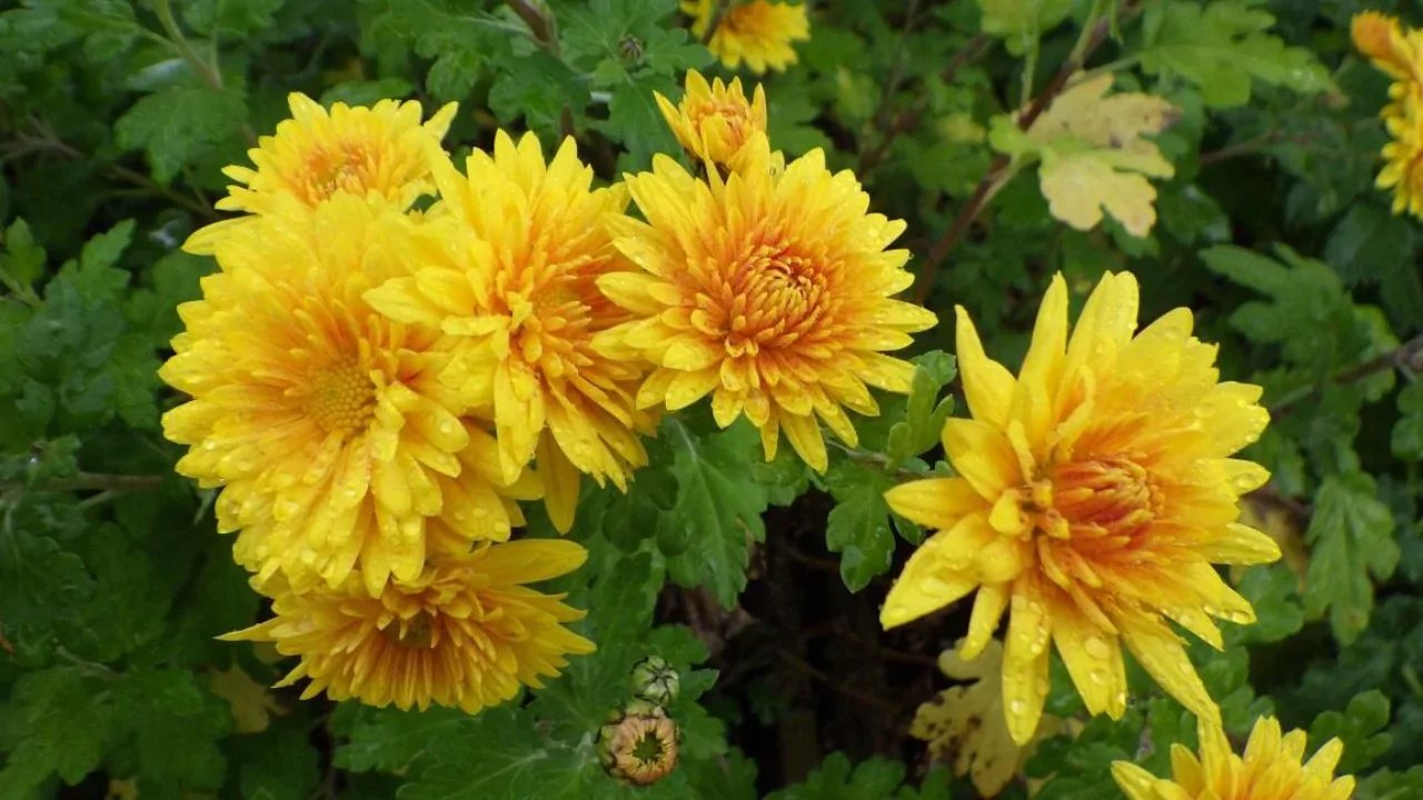 Plants That Repel Flies: Natural Solutions for a Bug-Free Garden 13 Chrysanthemum
