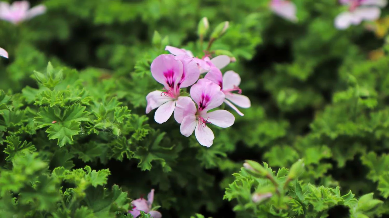 Plants That Repel Flies: Natural Solutions for a Bug-Free Garden 11 Citronella