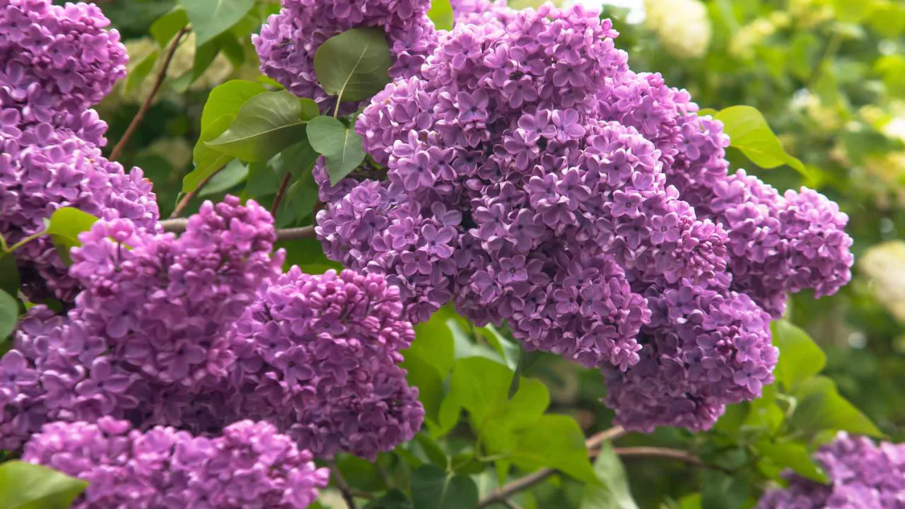 Common Lilac or French Lilac