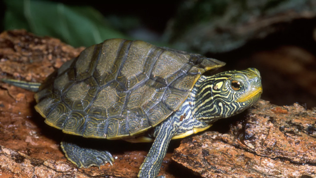 How to Keep Turtles In a Backyard Pond 4 Common Map turtle