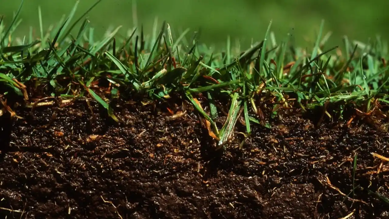 Why Is My Newly Sown Grass Turning Yellow? 4 Compact soil 1