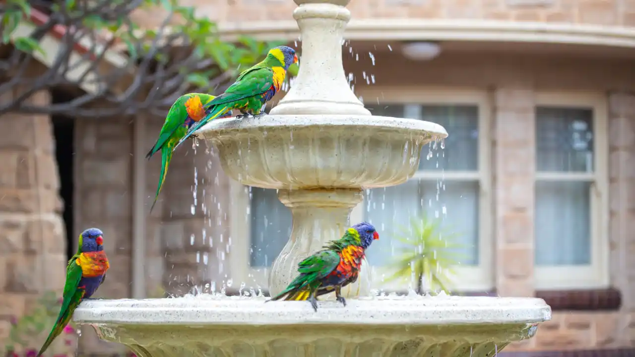 How to Create a Kid-friendly Backyard Without Grass 2 Cool bird fountain