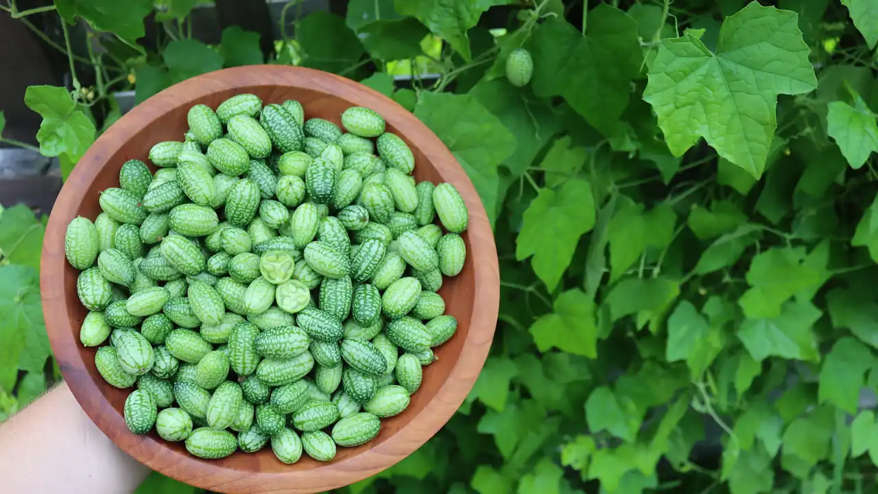 How to Grow Cucamelon In Hanging Baskets (Complete Guide) 5 Delicious Cucamelons