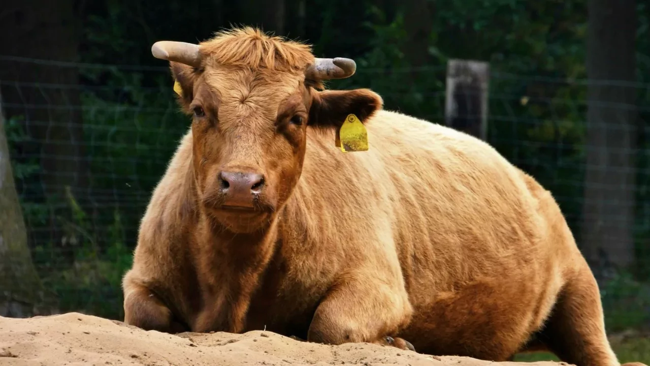 Guide to Miniature Cattle Breeds for Large Backyards 4 Dexter mini cows