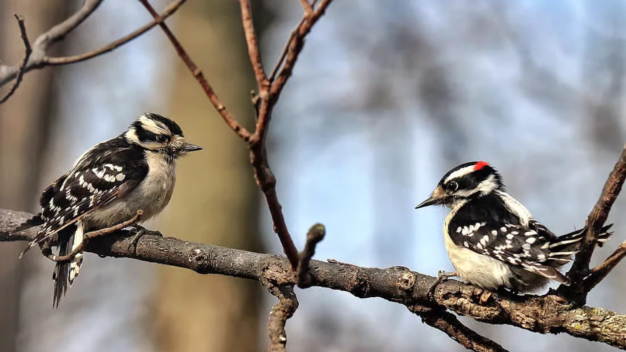 Everything You Need To Know About Woodpeckers In Wisconsin 7 Downy Woodpeckers