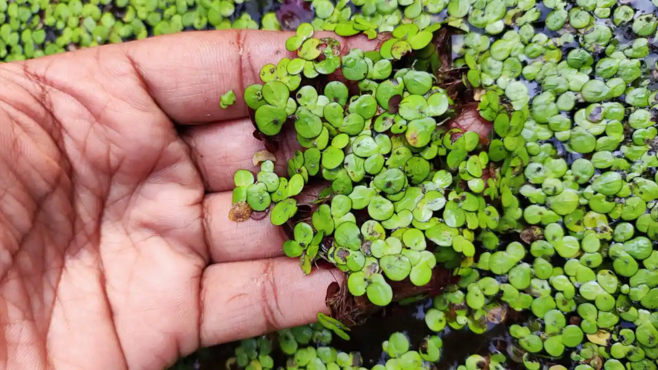 Do Ducks Eat Duckweed