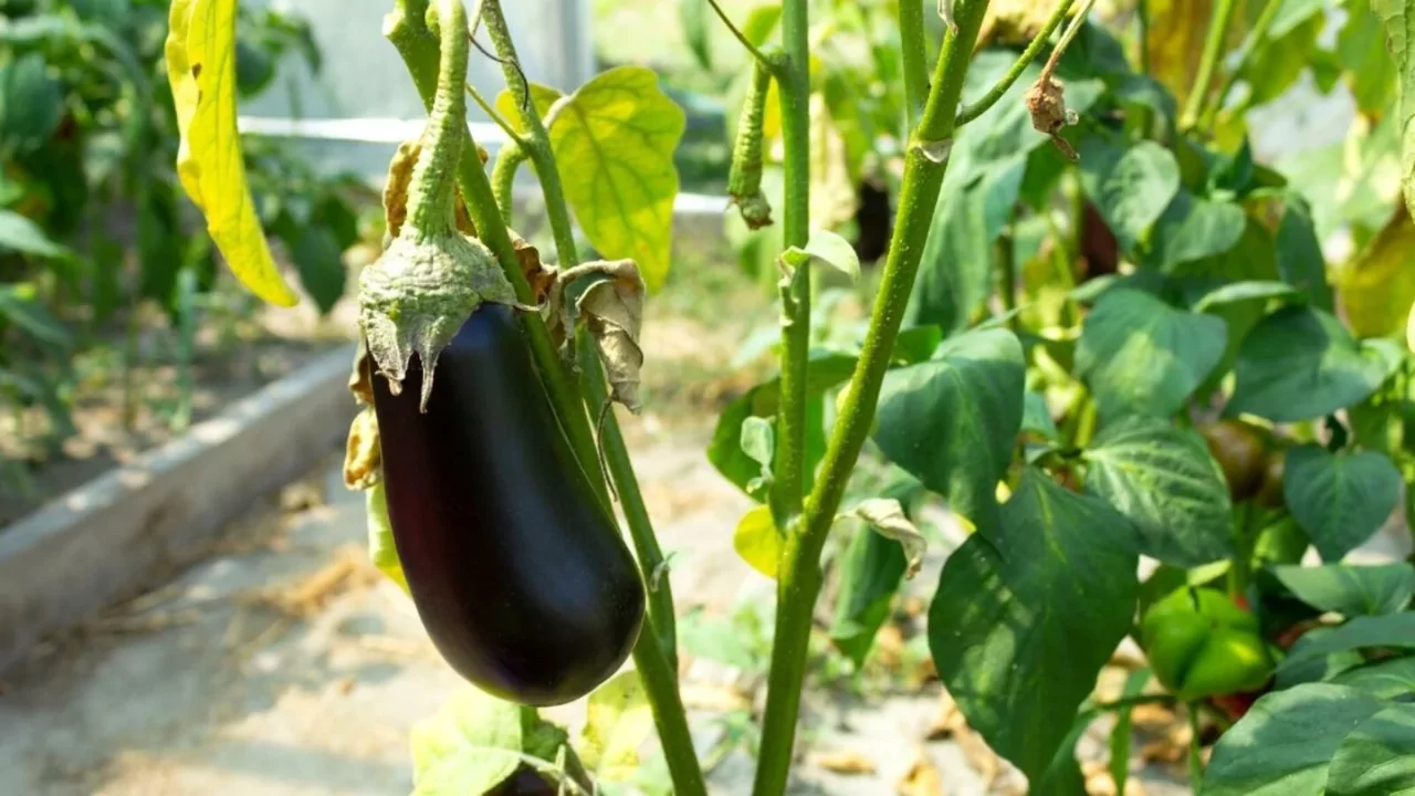 10 Perfect Plants for Pallet Gardens 2 Eggplants for pallet gardens