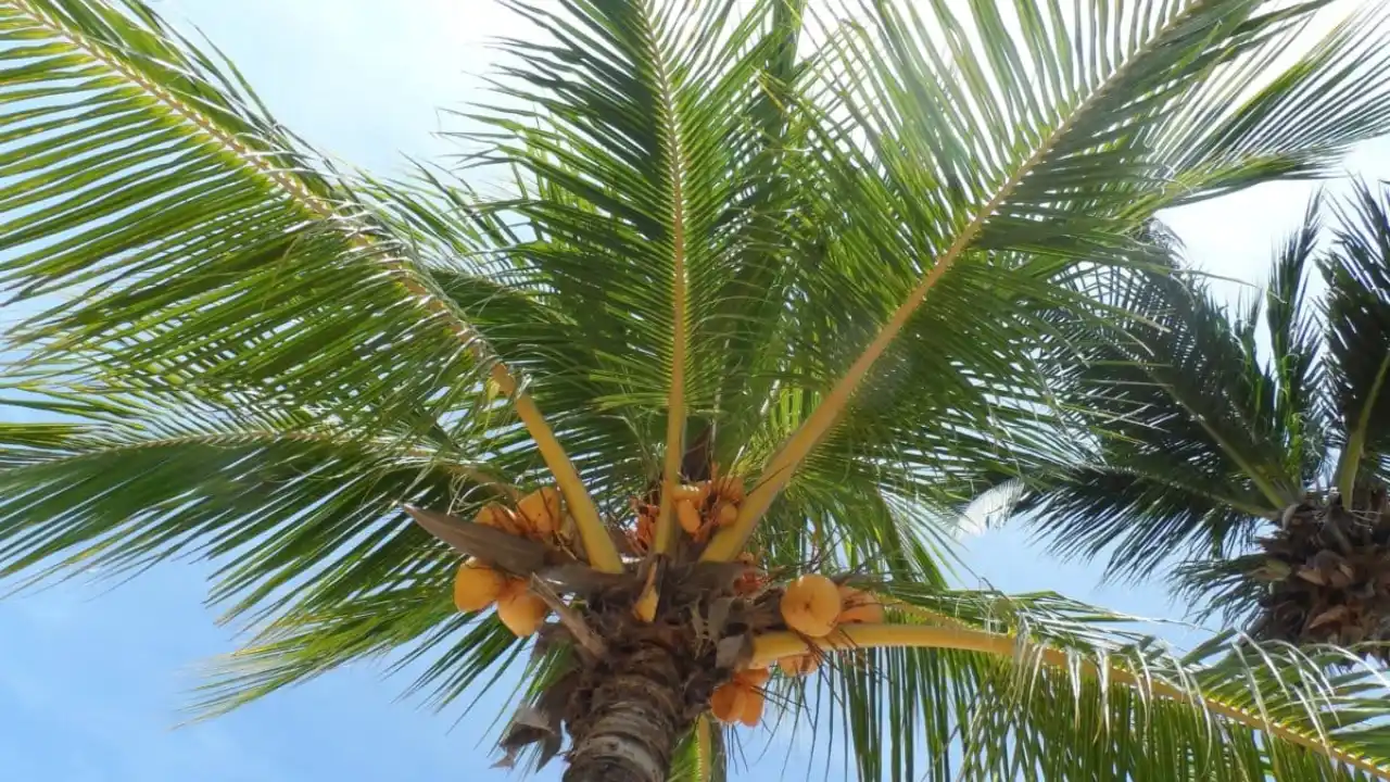 How Fast Do Palm Trees Grow? 3 Fastest growing palm trees you can find