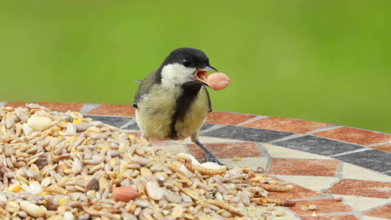 Can Wild Birds Eat Breakfast Cereal? (12 Cereals Covered) 1 Feeding Breakfast