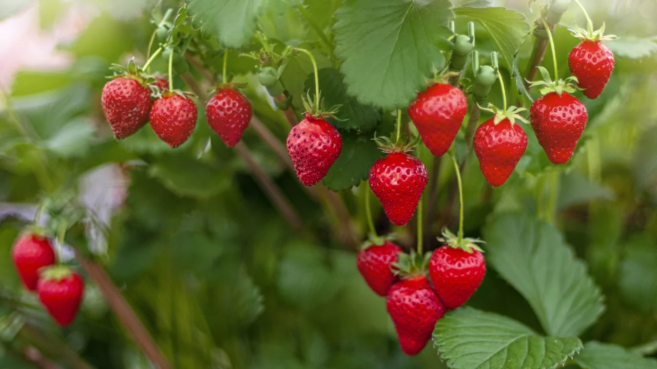 Fertilize And Water My Strawberry