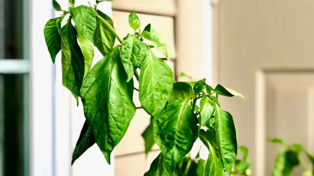 How Much Water Does A Plant Need Per Day