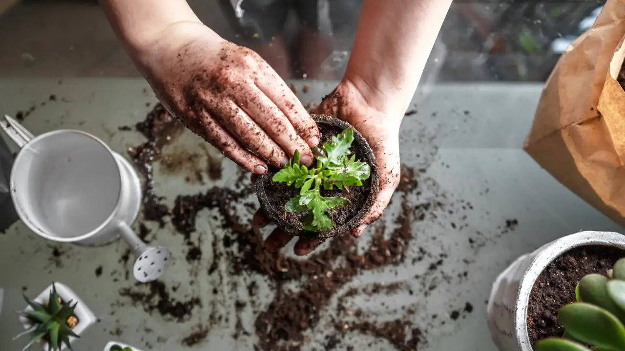 How to Tell If Potting Soil is Bad 2 Fixing potting soil