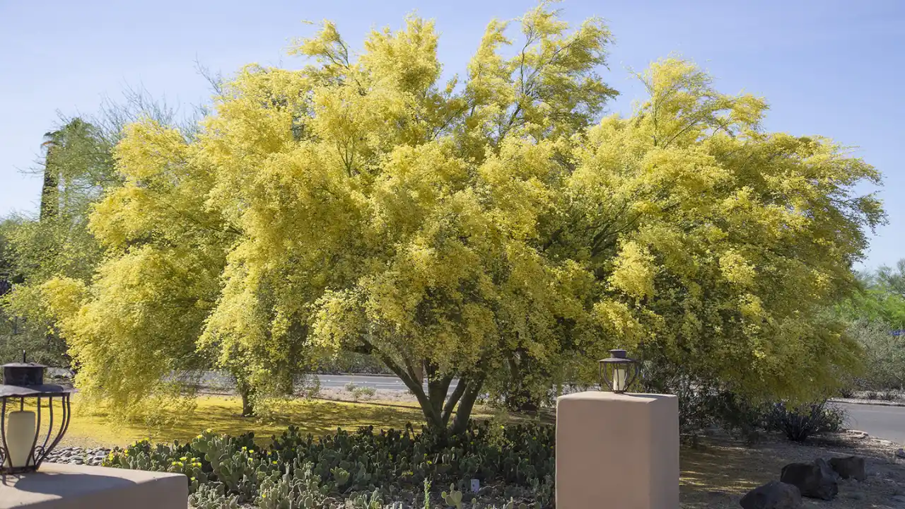 Foothills Palo Verde tree