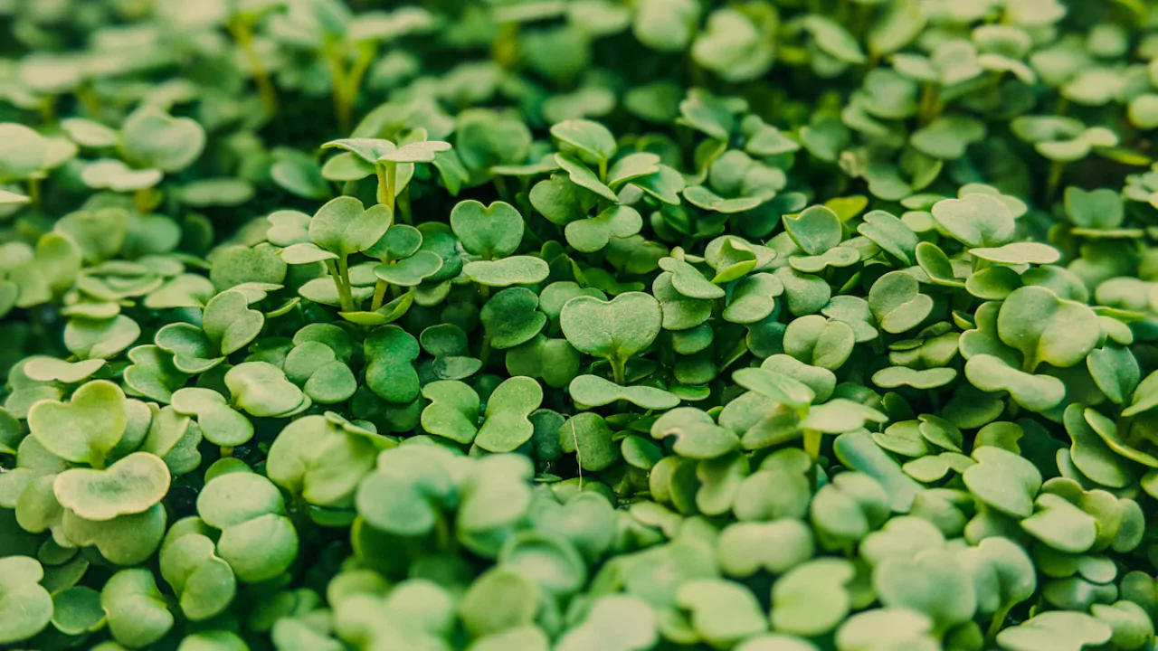 Arugula Microgreens Vs Arugula 3 Form and size