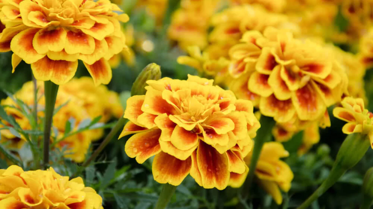 Plants That Repel Flies: Natural Solutions for a Bug-Free Garden 3 French Marigolds