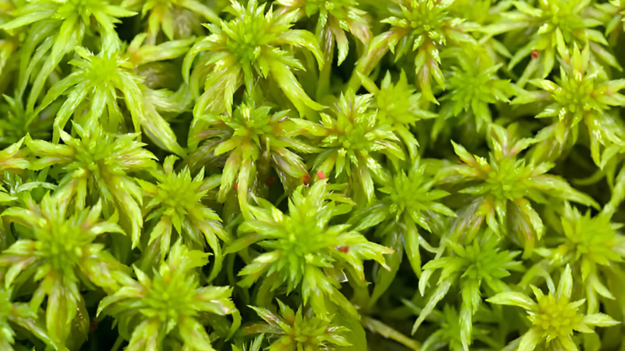 Sphagnum Moss vs Peat Moss: What Should You Use? 1 Fresh Sphagnum moss