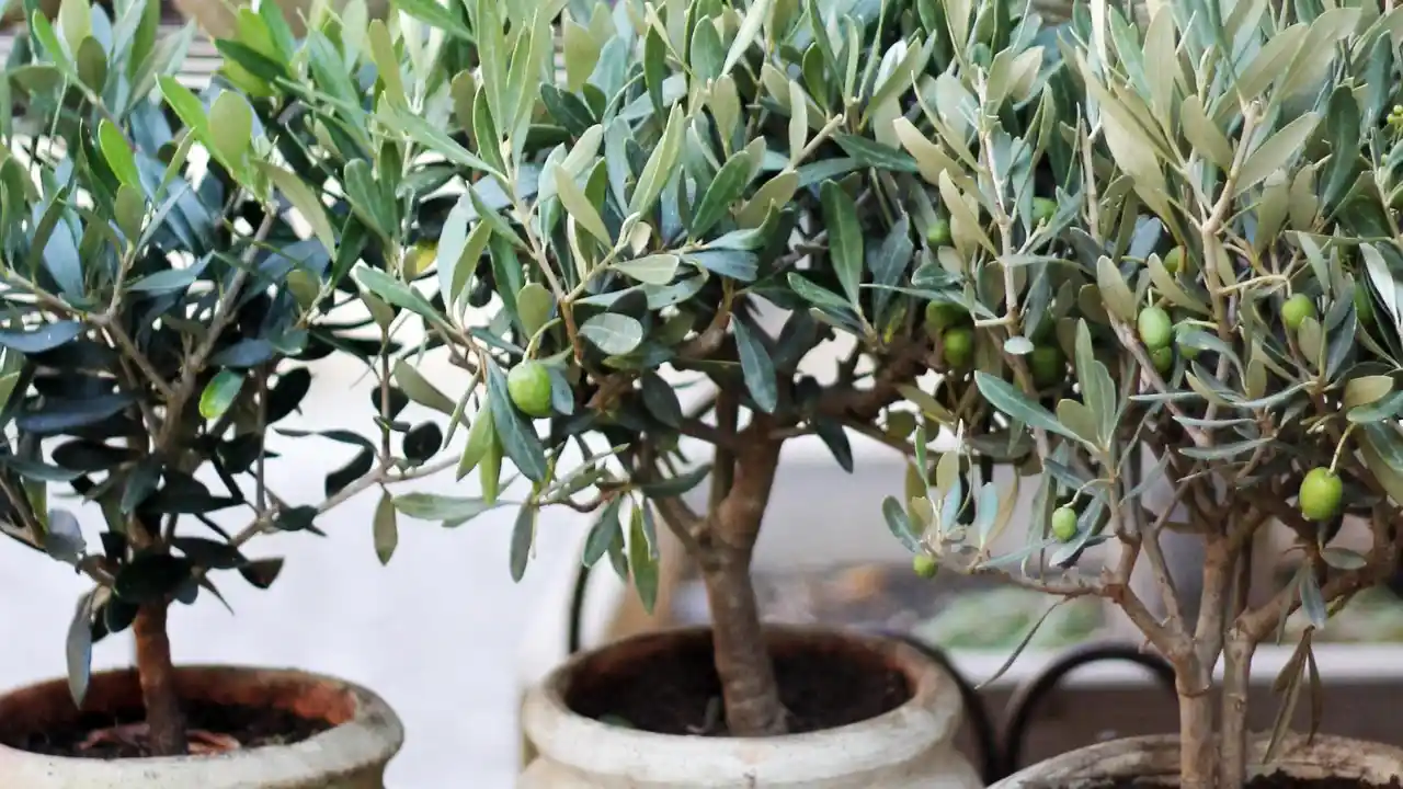 7 Problems You Might Face Growing Olive Trees in Pots 2 Fungus on the Trunk of Branches