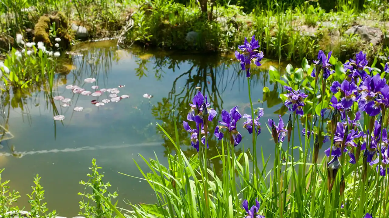 11 Businesses That You Could Start If You Love Gardening 3 Garden pond