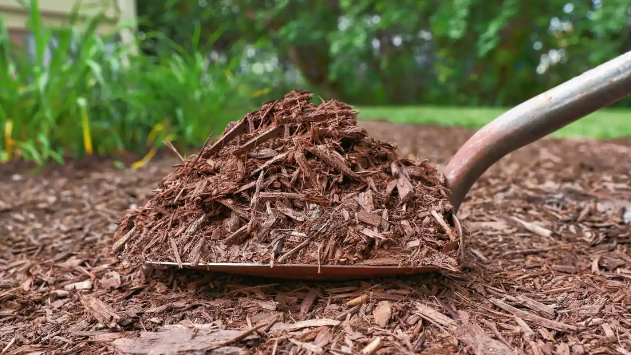 Bird Of Paradise Growth Rate 3 Get Cedar mulch 2
