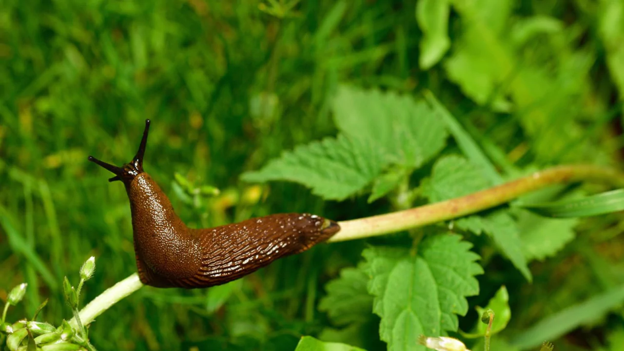 Get rid of slugs 1