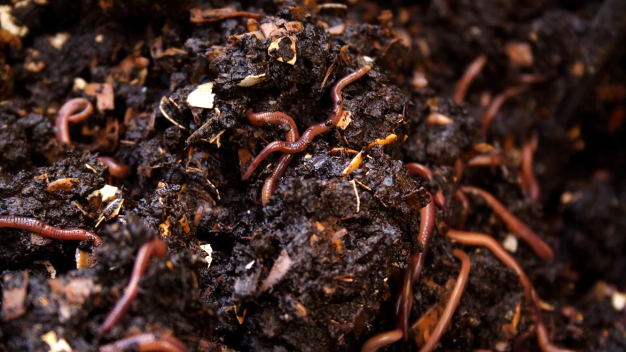 Getting the Worms to do the Work 2