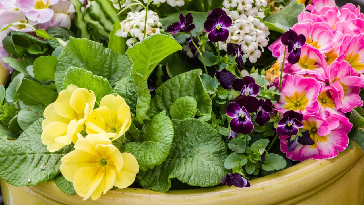 How to arrange potted plants on a patio 1 Grouping your plants by color