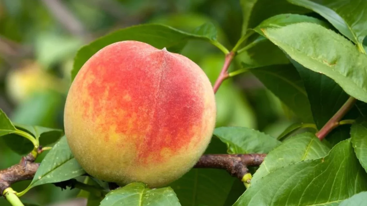 Can you Grow Peach Trees Indoors? (All you need to know) 1 Growing Peach trees indoors