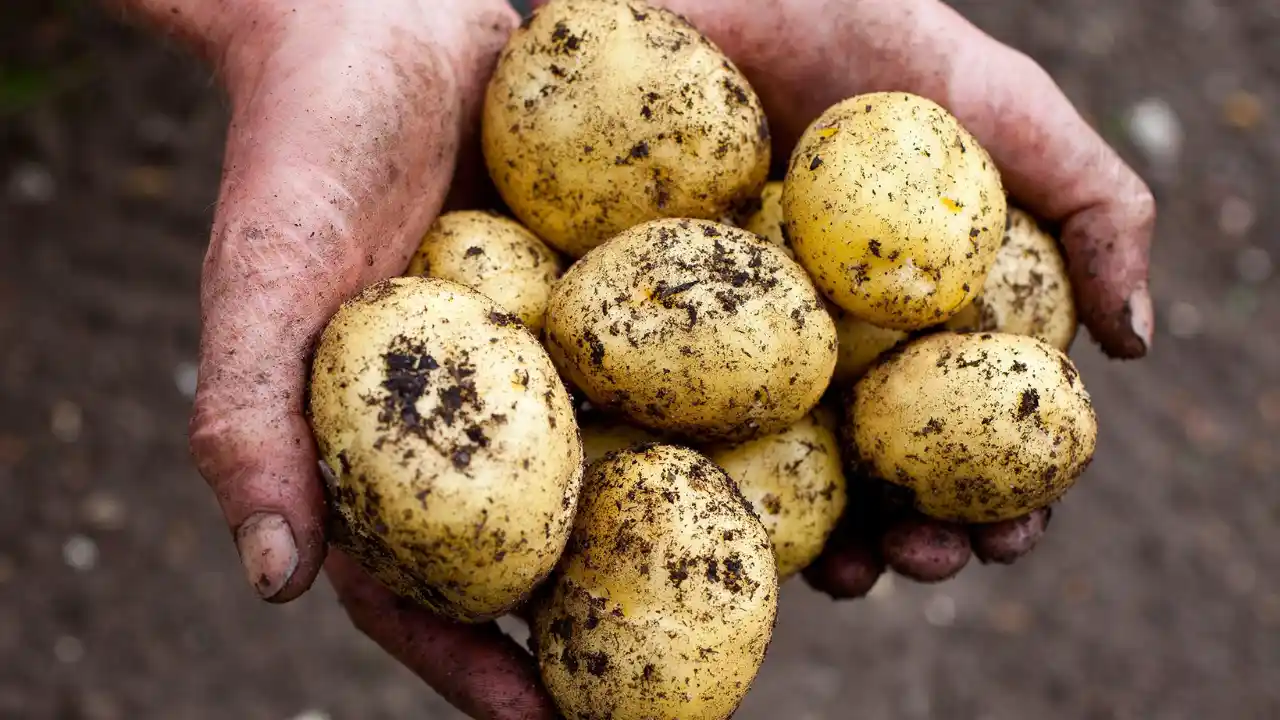 Grower’s Guide for Potatoes In Utah 4 Growing Potatoes in Soil