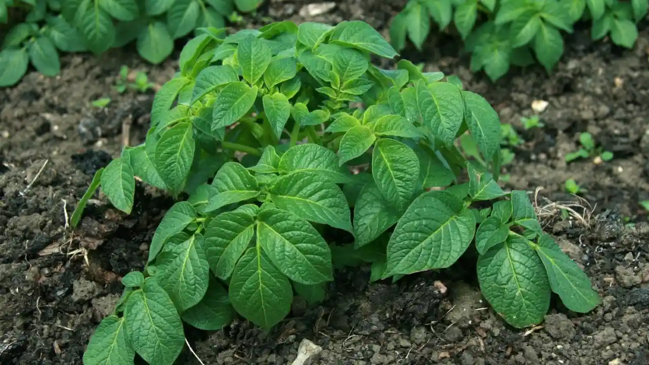 How to Plant and Grow Potatoes in a 5-Gallon Bucket