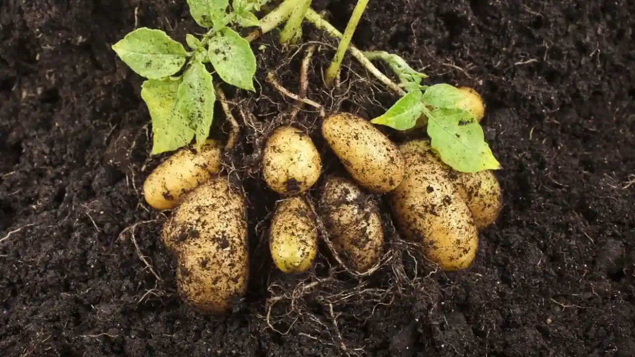 How to Plant and Grow Potatoes in a 5-Gallon Bucket 2 Growing Potator