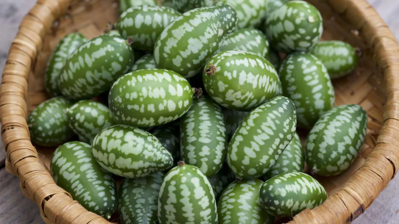 How to Grow Cucamelon In Hanging Baskets (Complete Guide) 2 Growing cucamelon