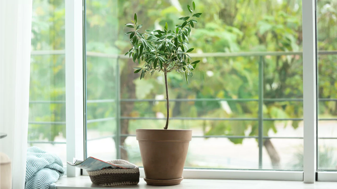 7 Problems You Might Face Growing Olive Trees in Pots 1 Growing olive tree