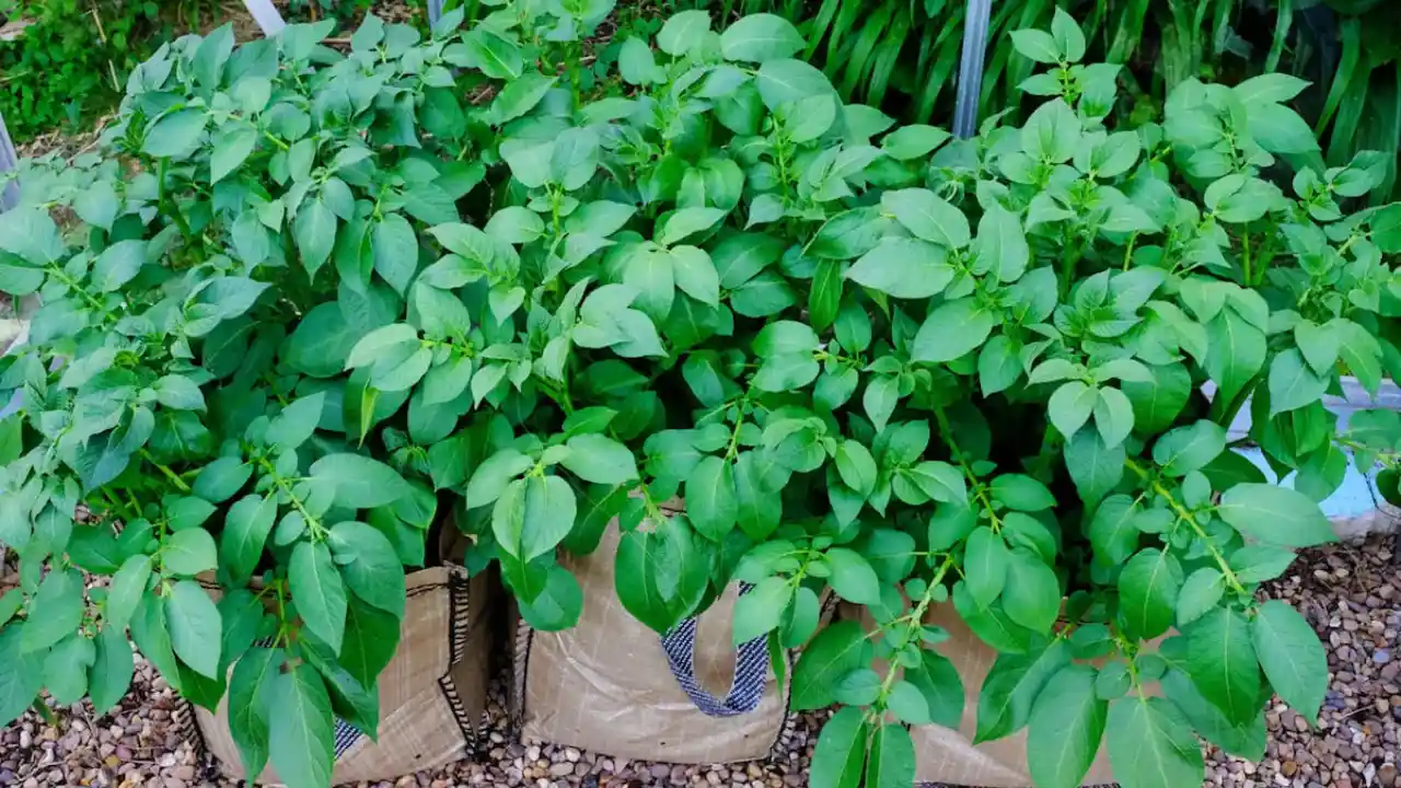 How to Plant and Grow Potatoes in a 5-Gallon Bucket 1 Growing potato outside
