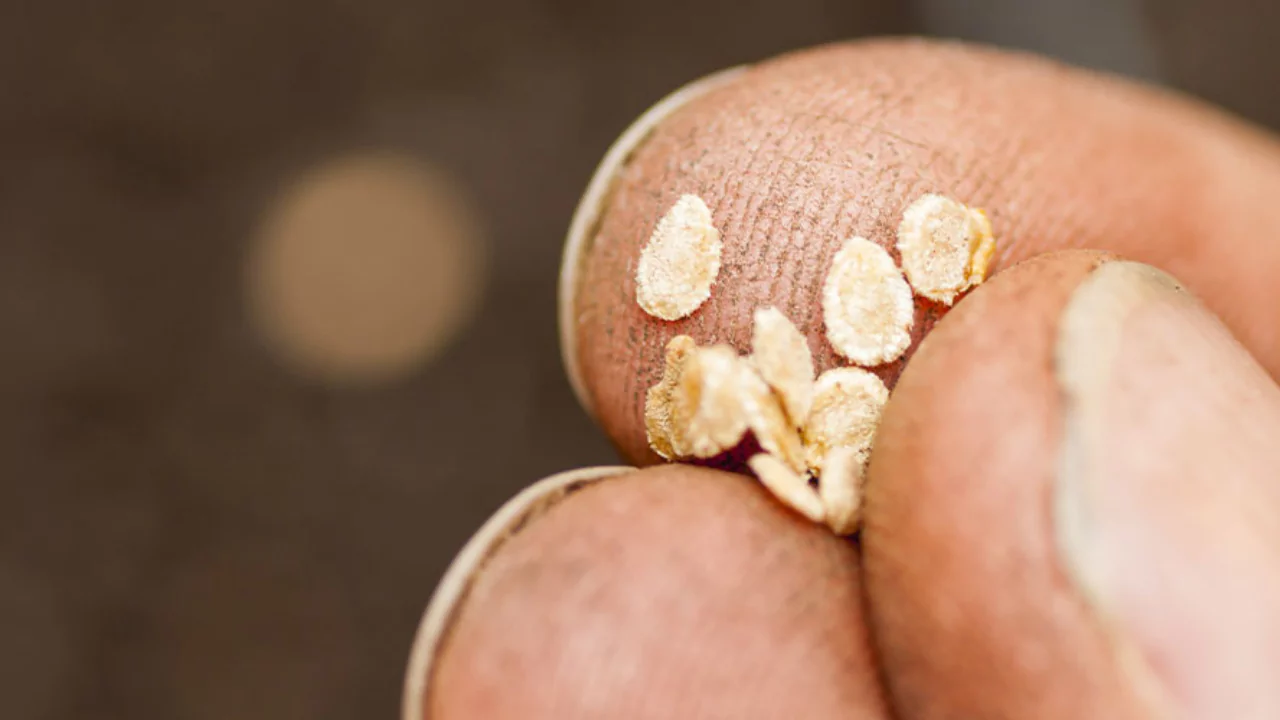 How Many Tomato Seeds Per Hole: How to Grow Tomatoes 1 Growing tomatoes from seeds