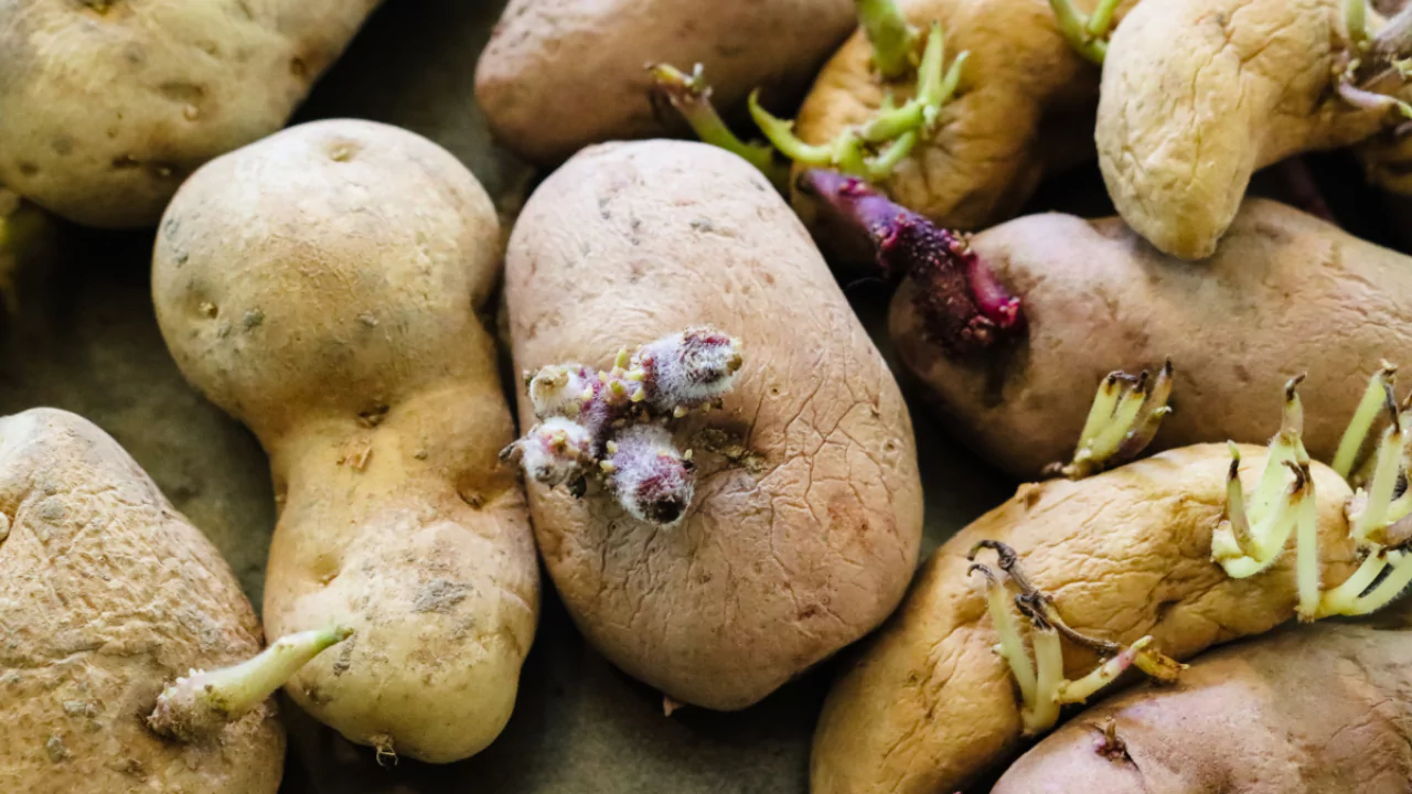 Grower’s Guide for Potatoes In Utah 1 Growing zones for potatoes in Utah