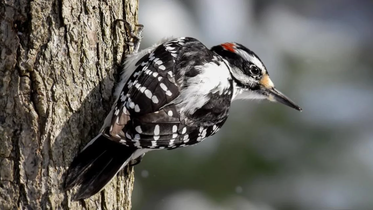 Everything You Need To Know About Woodpeckers In Wisconsin 8 Hairy Woodpeckers